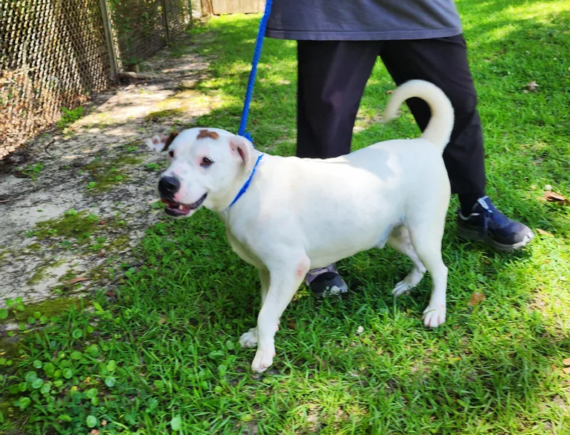 A young large-sized male White / Cream Mixed Breed dog named Ricky for adoption in Slidell, LA