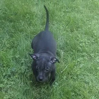 A baby medium-sized male Hound dog named Burger for adoption in Ellicott City, MD