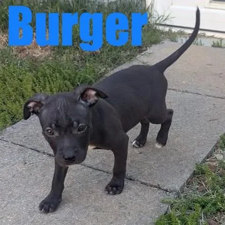 Burger thumbnail 4