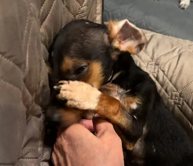 A baby small-sized male Dachshund dog named Jessie for adoption in Fosters, AL