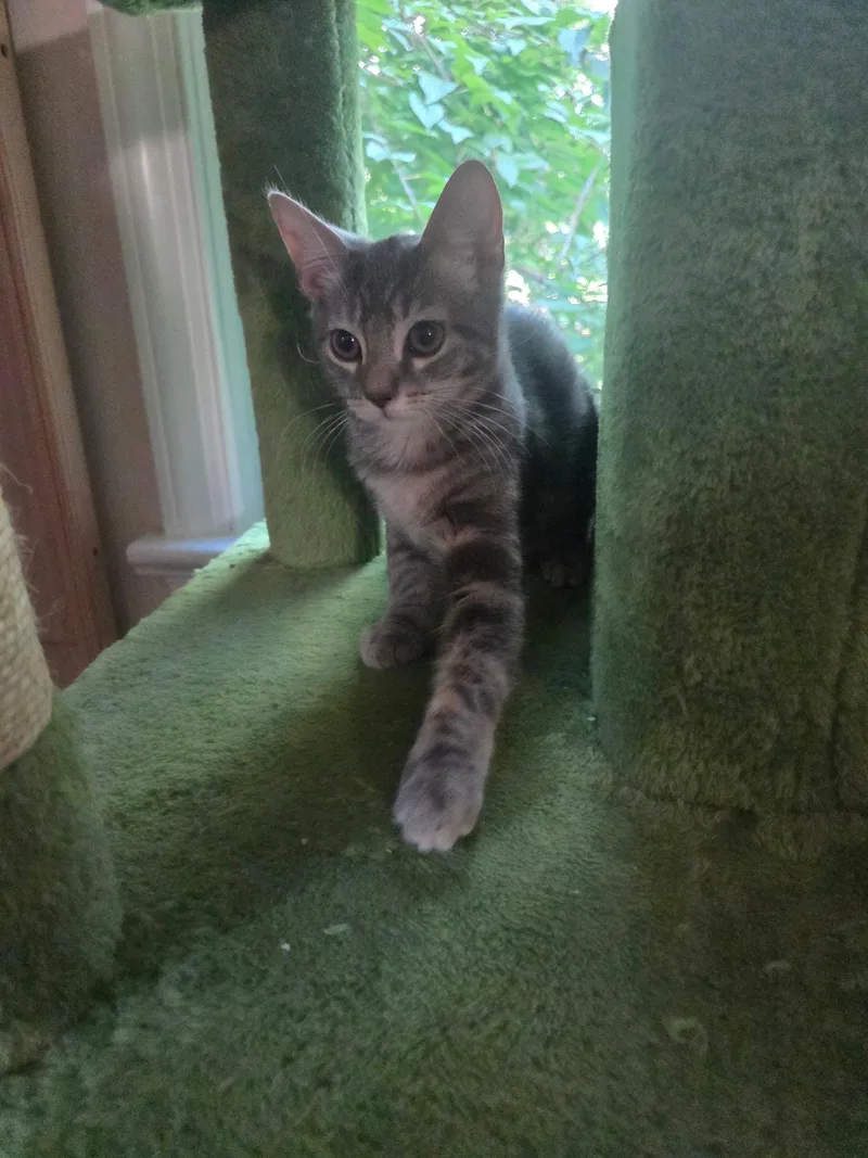 A baby small-sized female Tabby (Gray / Blue / Silver) Domestic Short Hair cat named Peony for adoption in Warminster, PA