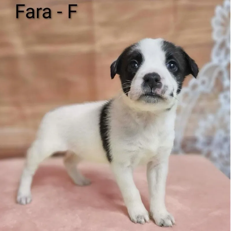 Fara