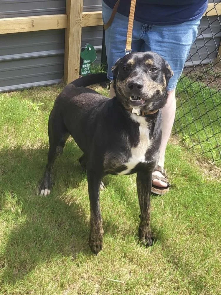 Harrison thumbnail 6