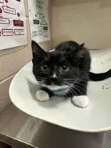 A young medium-sized male Black & White / Tuxedo Domestic Short Hair cat named Mad Hatter for adoption in Manitowoc, WI