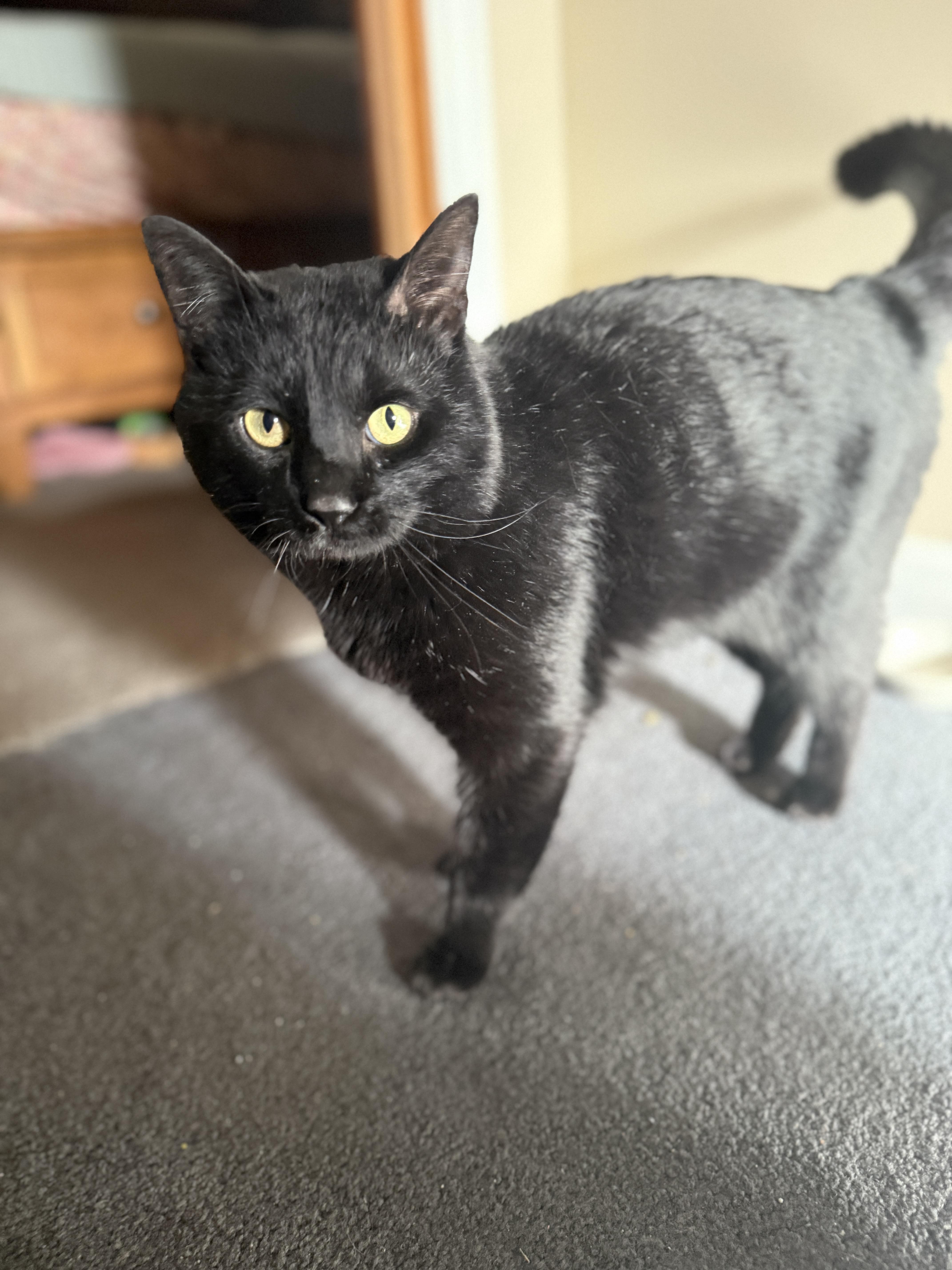 A young small-sized male Black Domestic Short Hair cat named Binx for adoption in Canton, MA