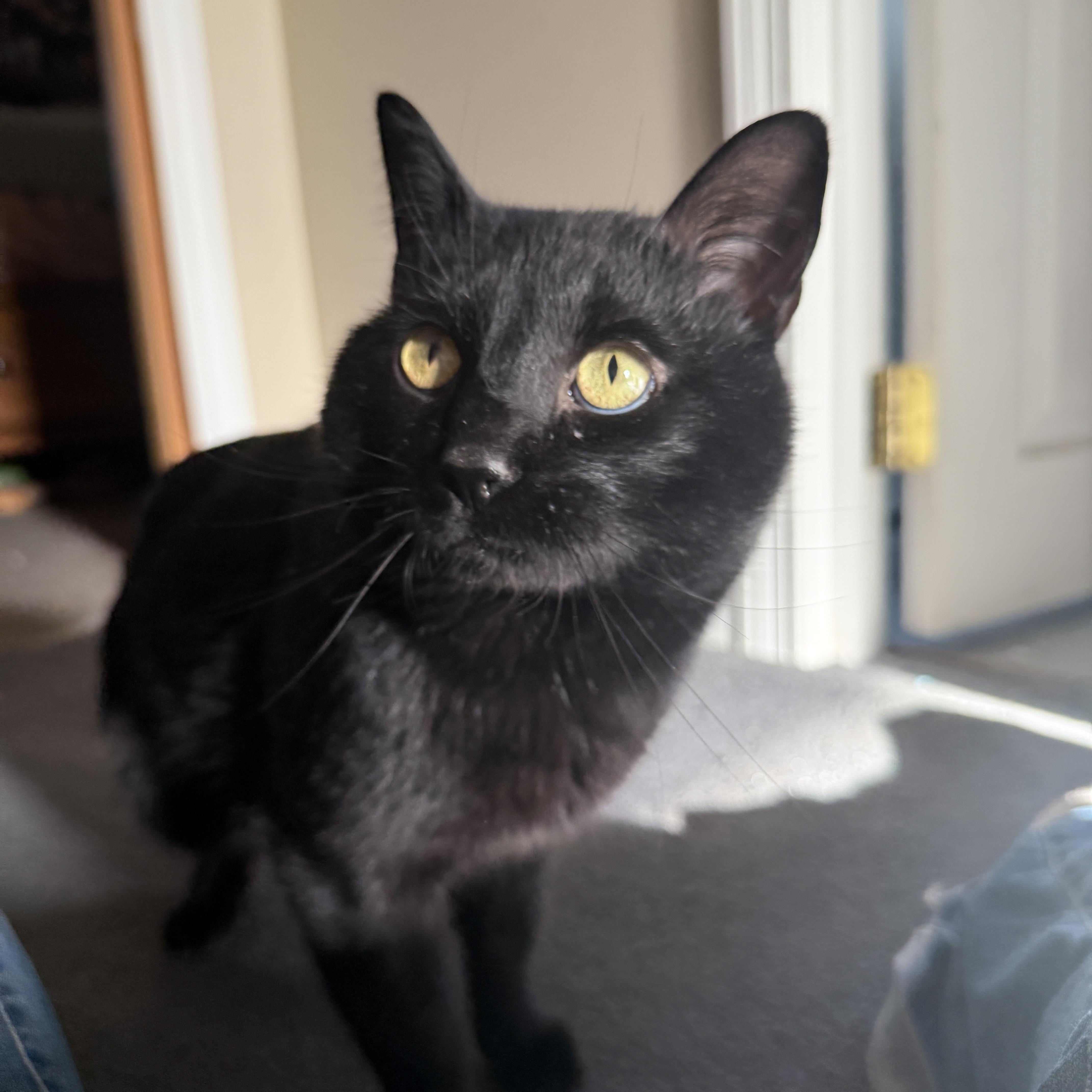 Binx thumbnail 2