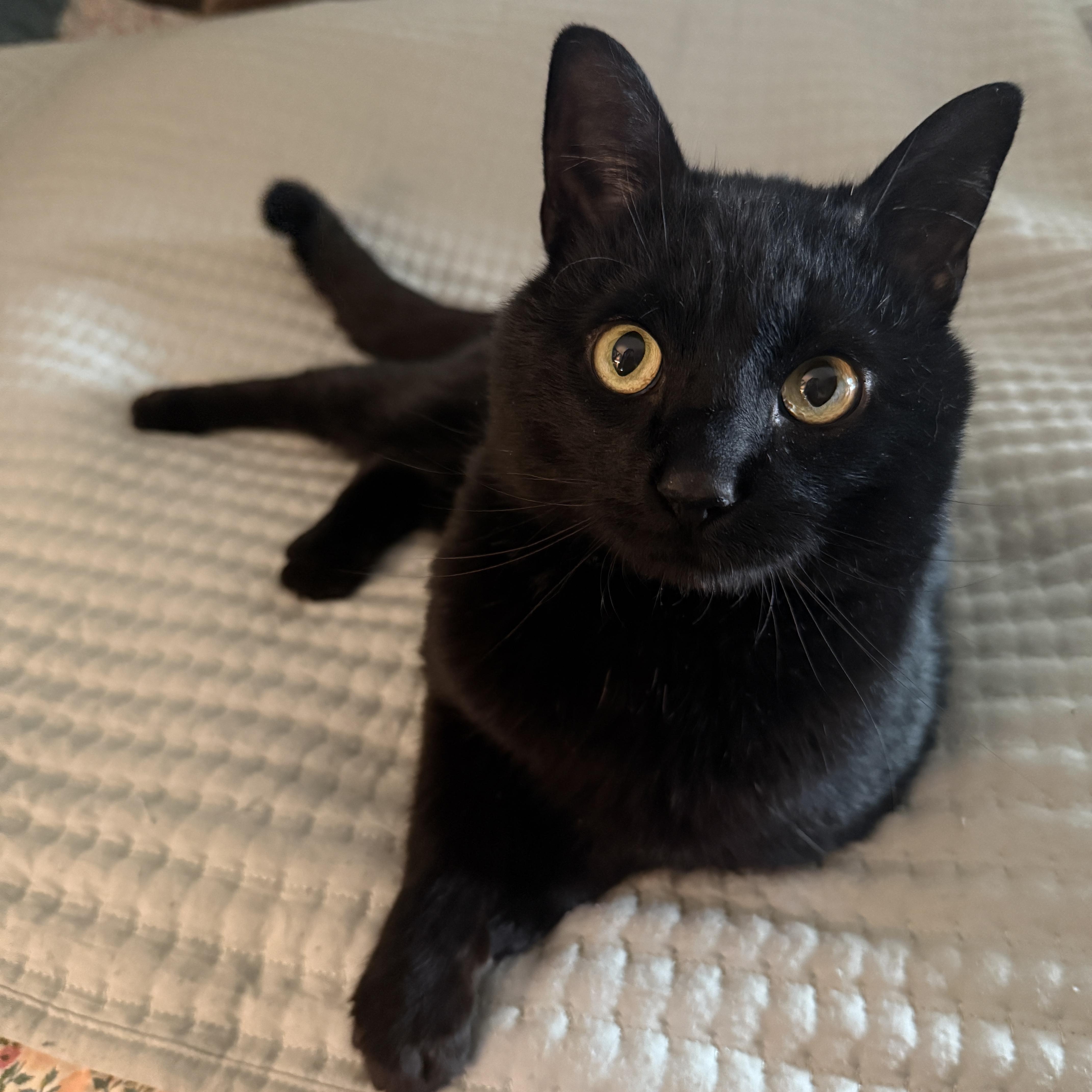 Binx thumbnail 3