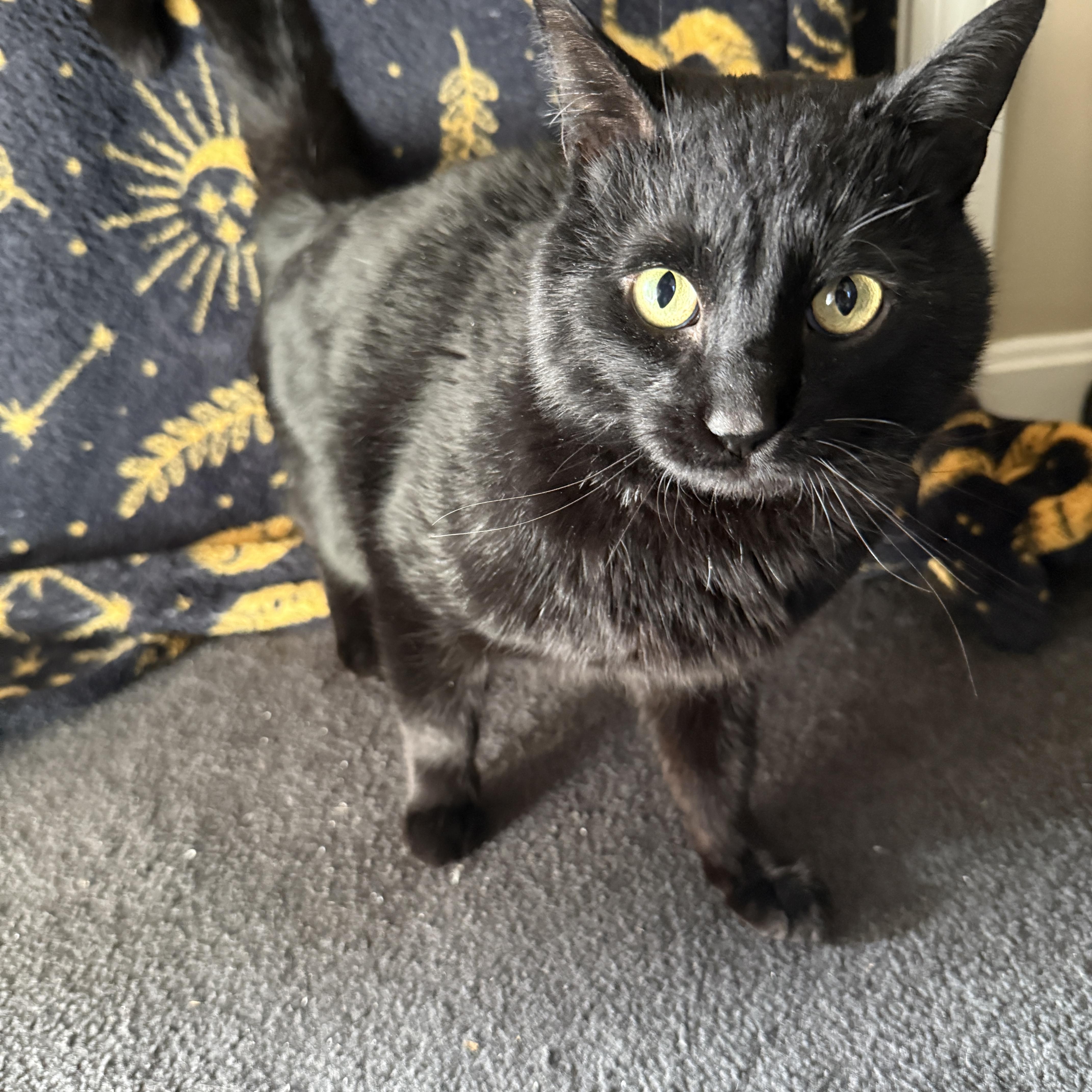 Binx thumbnail 4