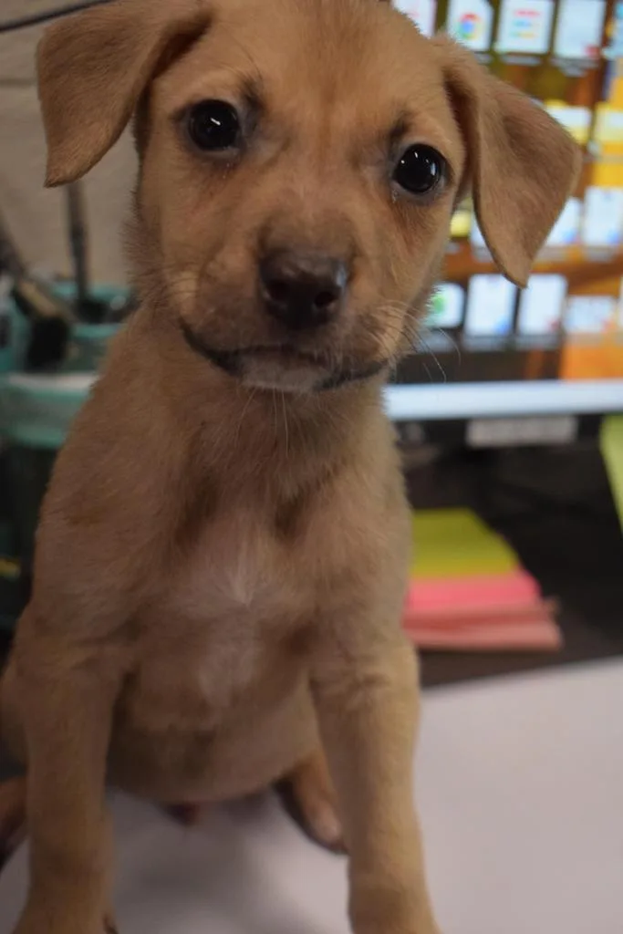 A baby medium-sized male Labrador Retriever dog named Clooney for adoption in Pahrump, NV