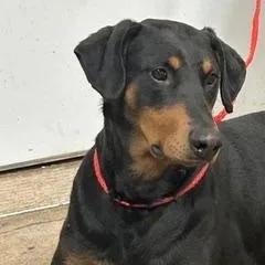 An adult large-sized male Black Doberman Pinscher dog named Odie for adoption in Denison, IA