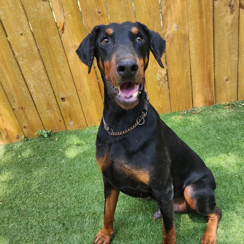 A senior large-sized male Doberman Pinscher dog named Rexly JuM for adoption in Austin, TX