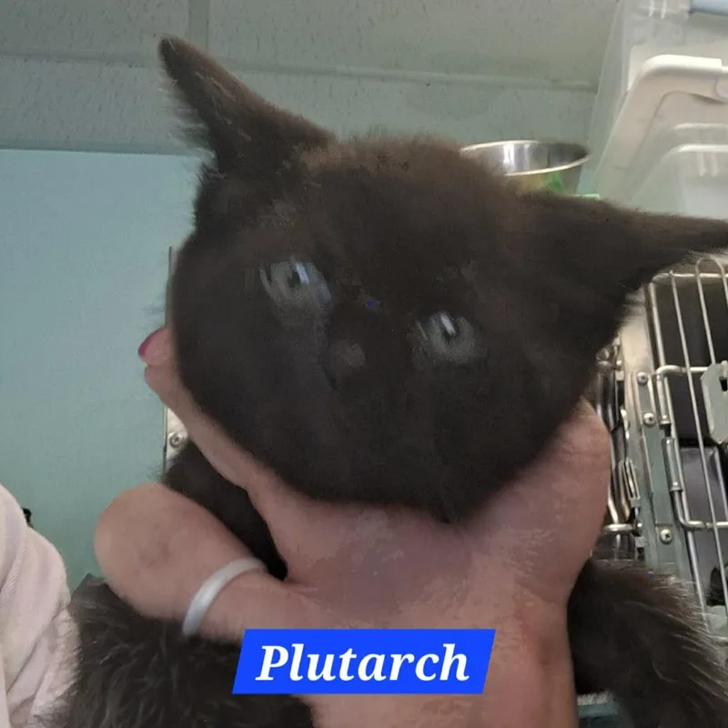 A baby small-sized male Black Domestic Short Hair cat named Plutarch for adoption in Madill, OK