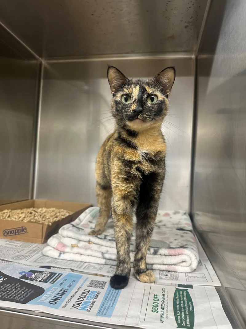 A young medium-sized female Torbie Domestic Short Hair cat named Ellie for adoption in Edison, NJ