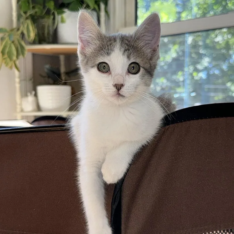 Juni
