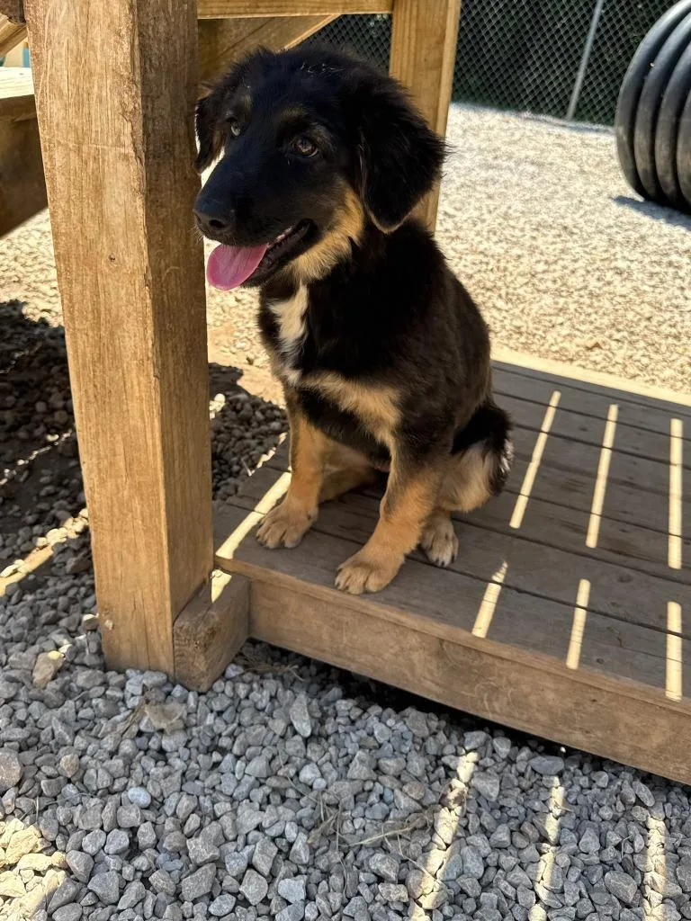 A young medium-sized female Shepherd dog named Bella for adoption in Batesville, AR