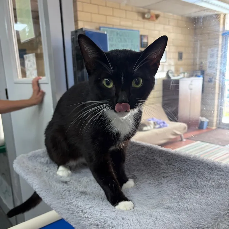 An adult medium-sized male Black Domestic Short Hair cat named Tiller for adoption in West Point, MS