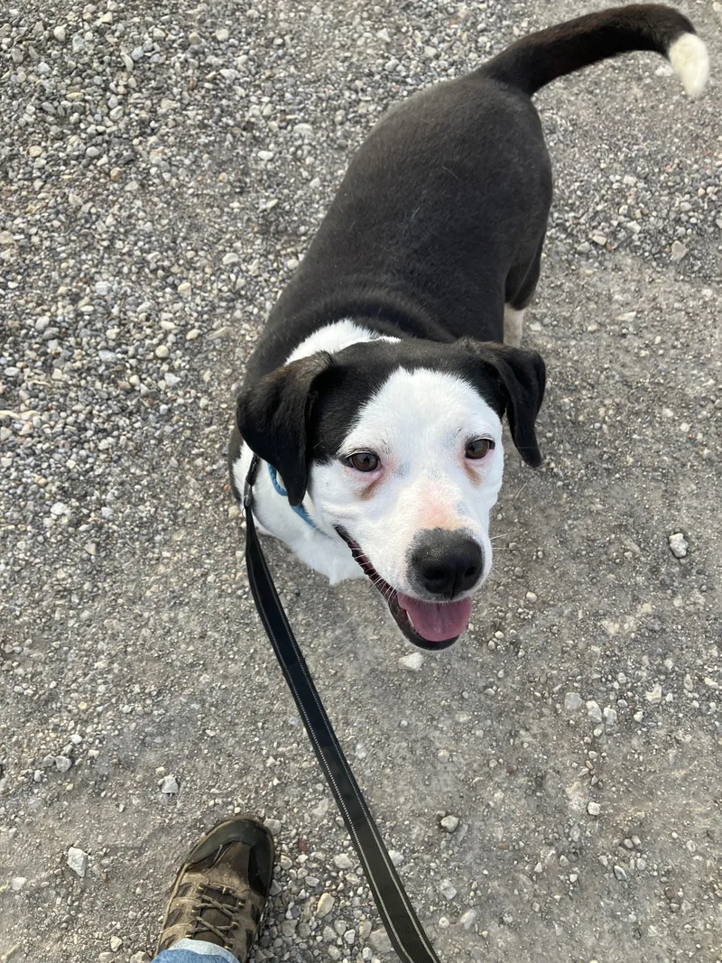 Rose  Sweet Soul thumbnail 5