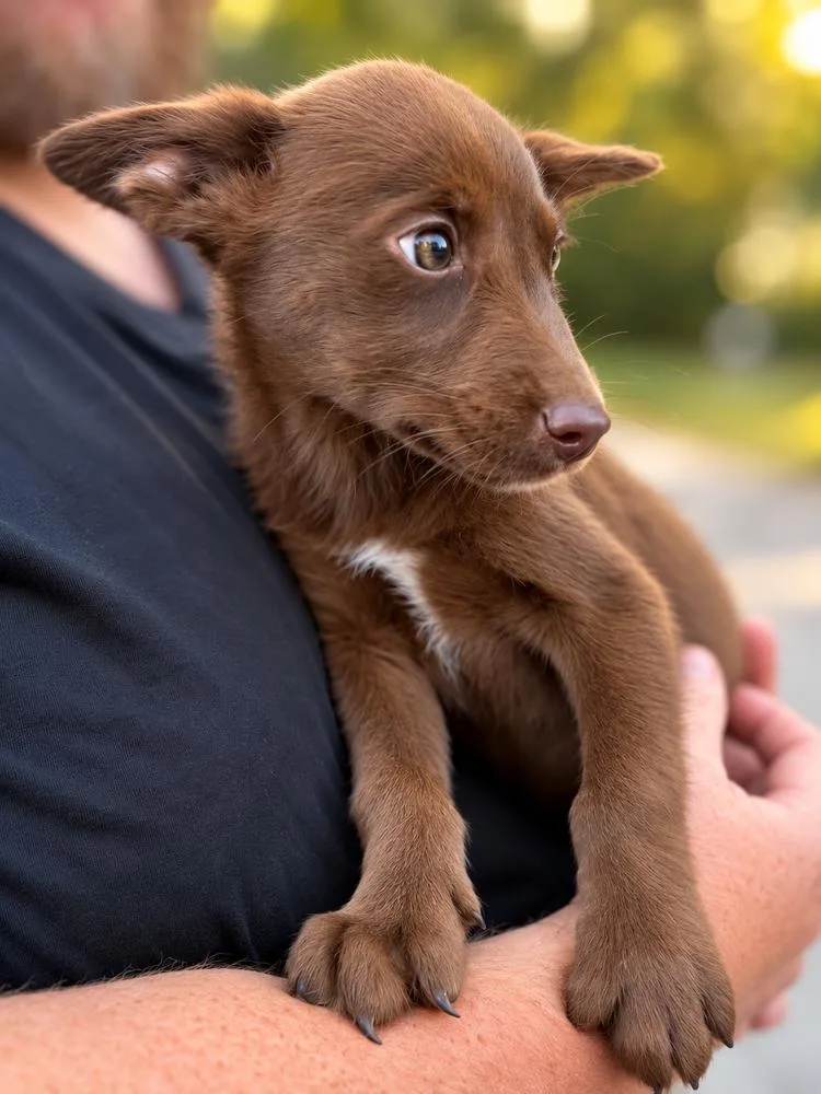 A baby large-sized female Brown / Chocolate Husky dog named Pride & Prejudice Litter for adoption in Sumter, SC