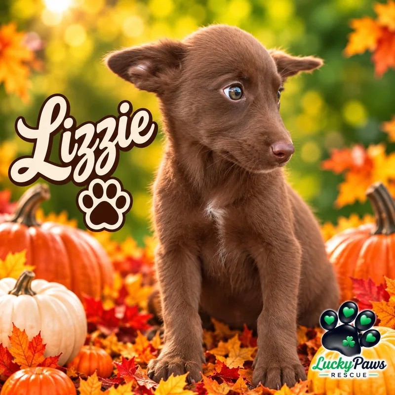 Pride & Prejudice Litter thumbnail 2