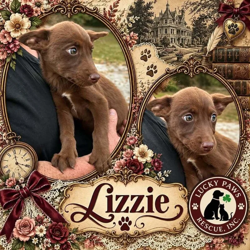 Pride & Prejudice Litter thumbnail 4