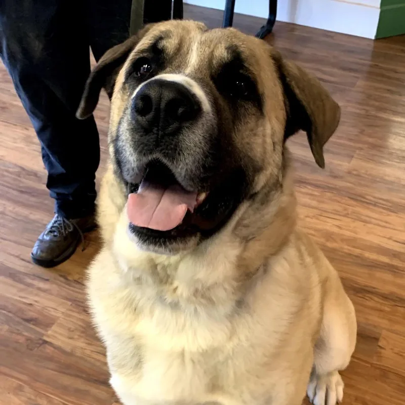 An adult extra large-sized male Apricot / Beige Saint Bernard dog named Zeus Big Love for adoption in Grass Valley, CA