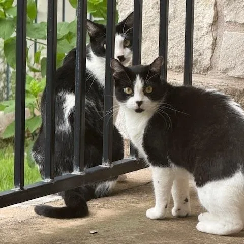 An adult medium-sized female Black & White / Tuxedo American Shorthair cat named Meatball for adoption in Bertram, TX