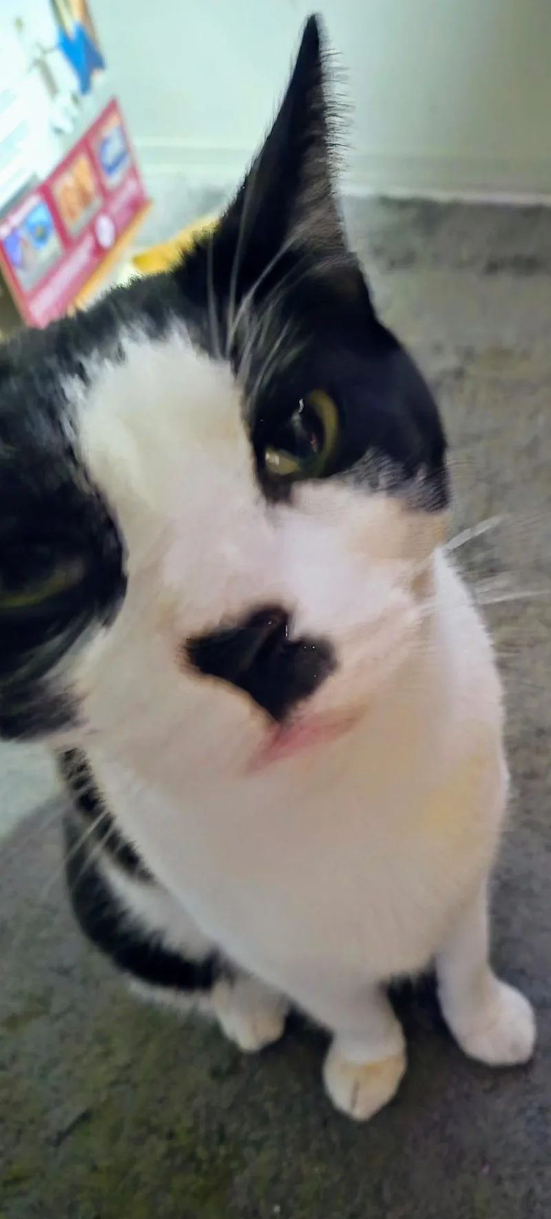 Meatball thumbnail 2