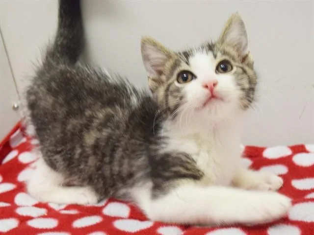 A baby small-sized male Domestic Short Hair cat named Reginald for adoption in Sacramento, CA