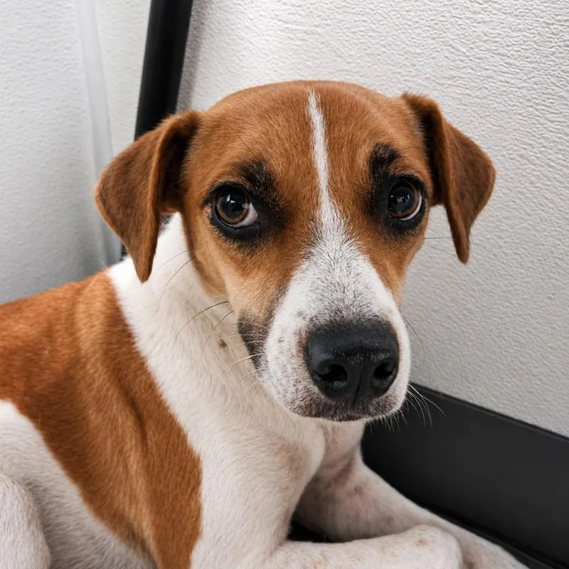 Hazel