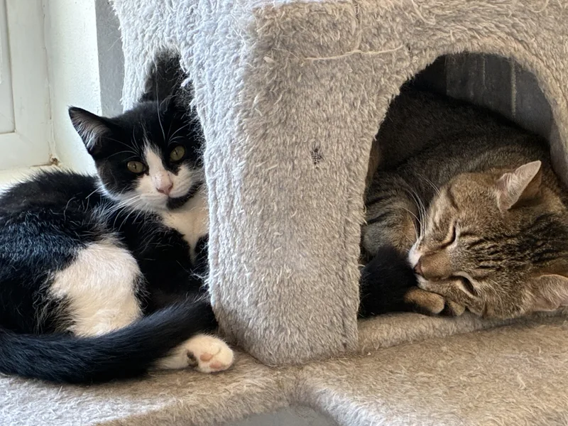 A young medium-sized female Black & White / Tuxedo Domestic Short Hair cat named Berry for adoption in Bonners Ferry, ID