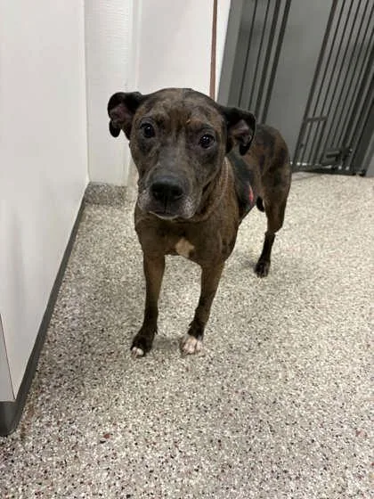 An adult large-sized female Pit Bull Terrier dog named Tink for adoption in Gastonia, NC