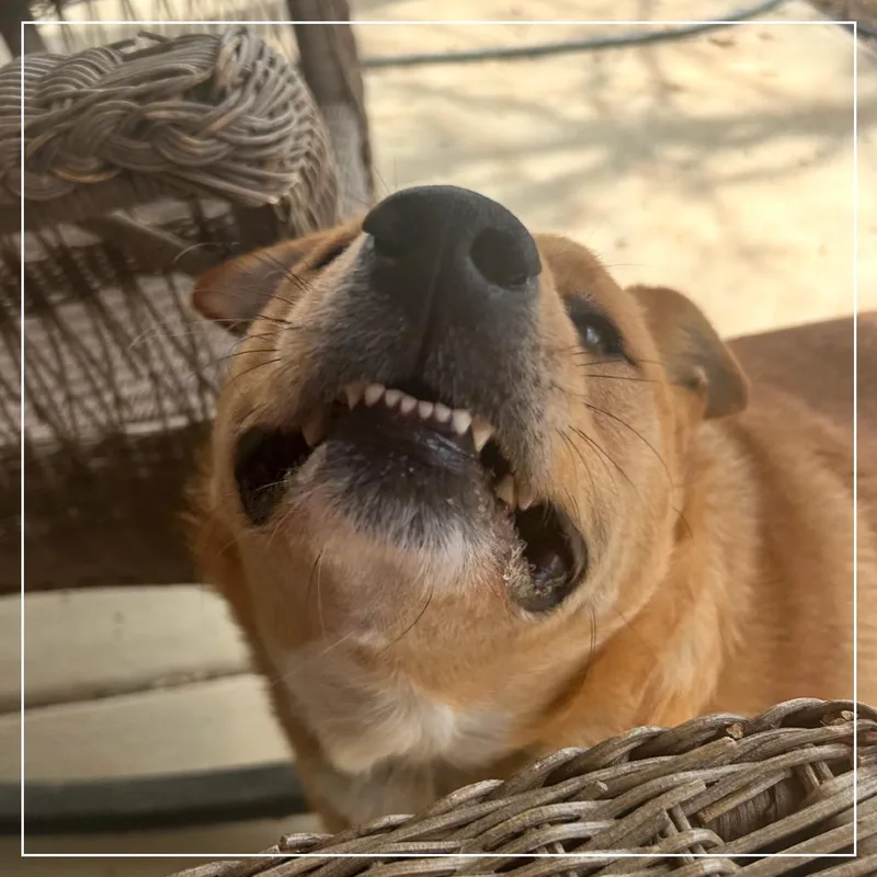 An adult large-sized female Yellow / Tan / Blond / Fawn Yellow Labrador Retriever dog named Honey for adoption in Little Rock, AR