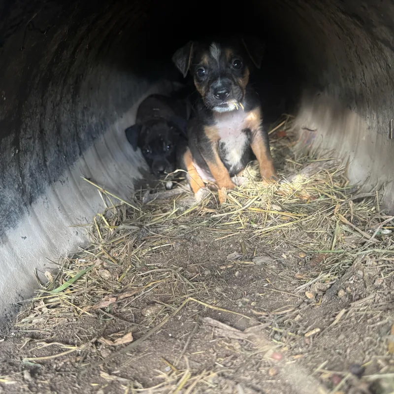 A baby medium-sized female Mixed Breed dog named Bella for adoption in Mission, TX