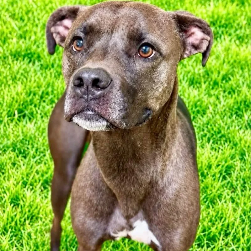 A young medium-sized female Terrier dog named Zendaya for adoption in Battle Creek, MI