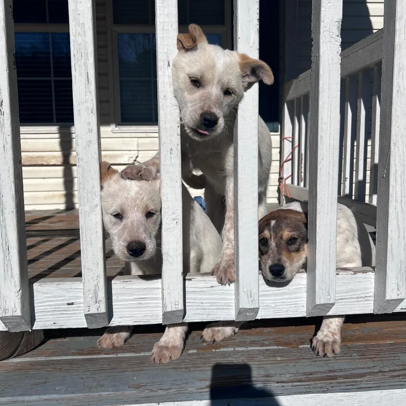 A baby medium-sized female White / Cream Australian Cattle Dog / Blue Heeler dog named Georgia for adoption in Rossville, GA