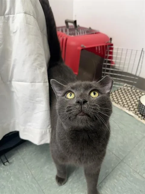 An adult medium-sized male Domestic Short Hair cat named Moonshine for adoption in Boston, MA