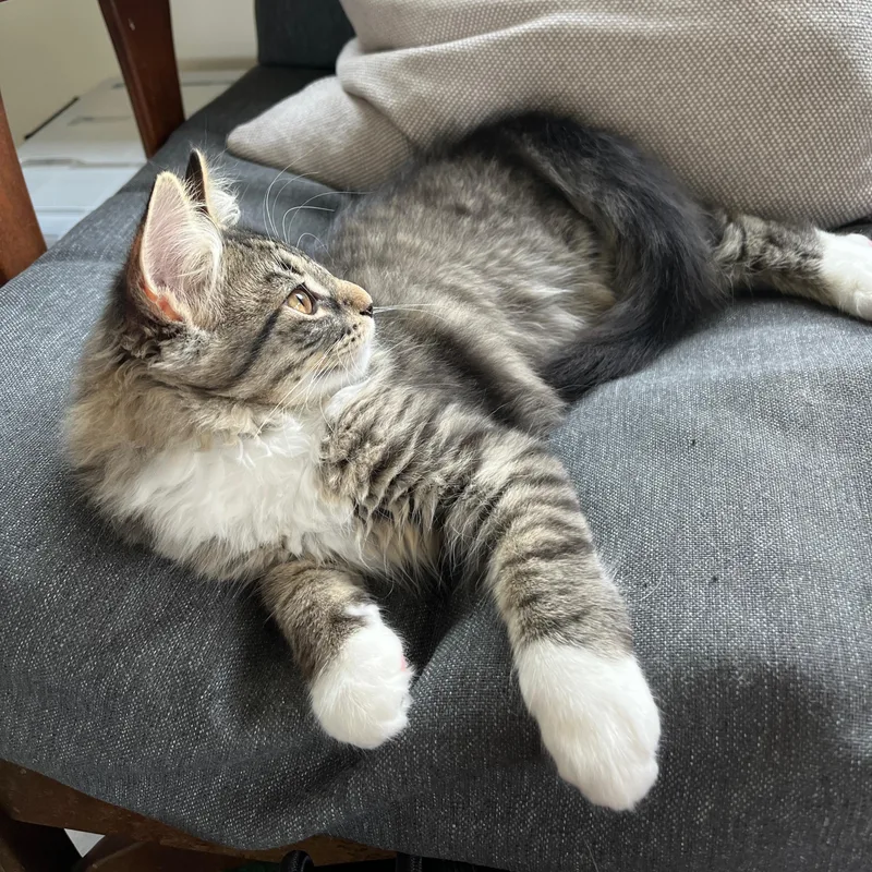 A baby large-sized male Tabby (Gray / Blue / Silver) Domestic Long Hair cat named Flash for adoption in Neenah, WI