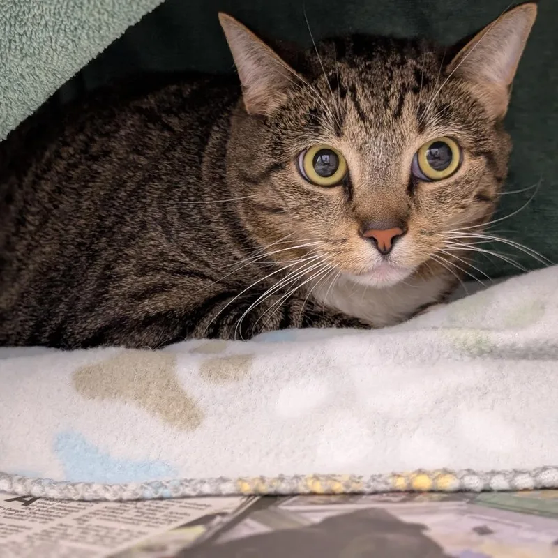 An adult large-sized female Gray / Blue / Silver Domestic Short Hair cat named Cat for adoption in Pittsburgh, PA