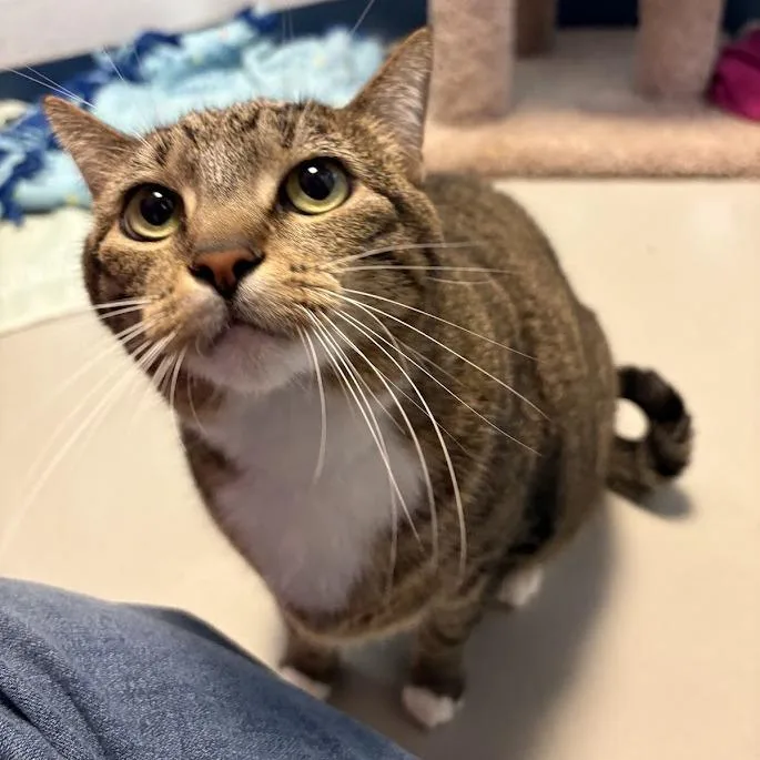 Cat thumbnail 2