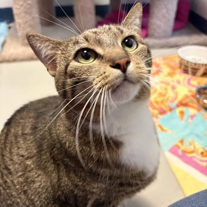 Cat thumbnail 3