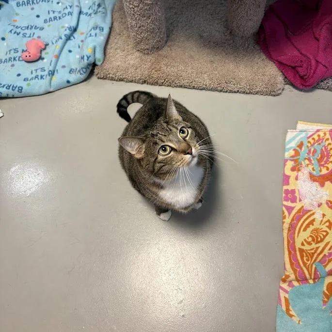 Cat thumbnail 4