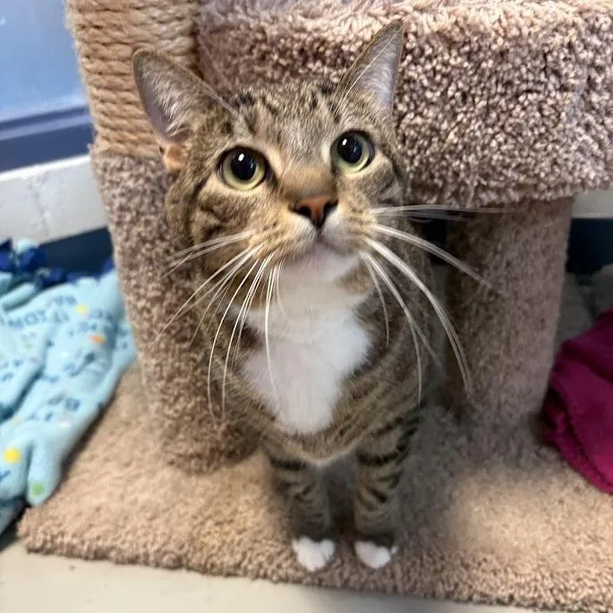 Cat thumbnail 6