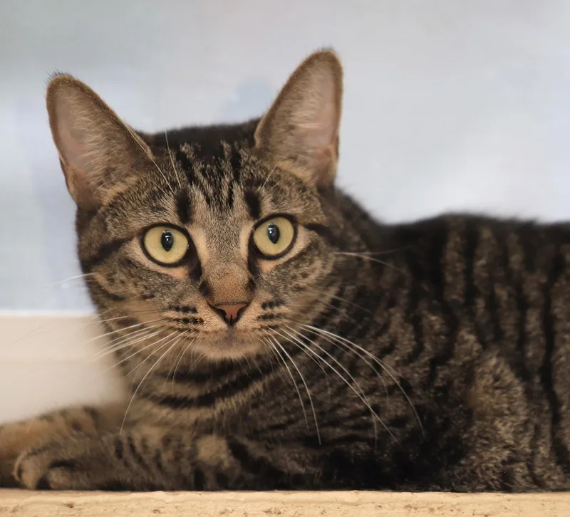 A young medium-sized female Domestic Short Hair cat named June for adoption in North Fort Myers, FL
