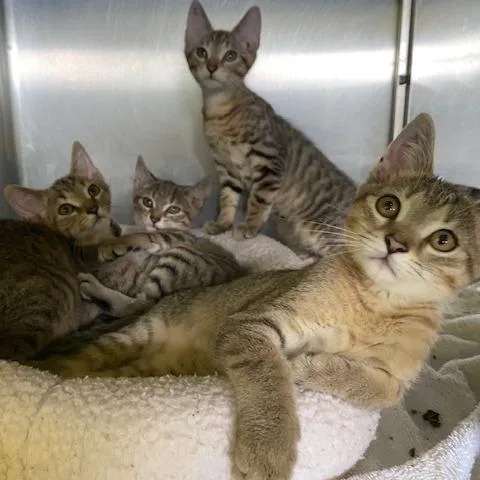 A baby small-sized male Brown / Chocolate Domestic Short Hair cat named Copper for adoption in Dayton, OH