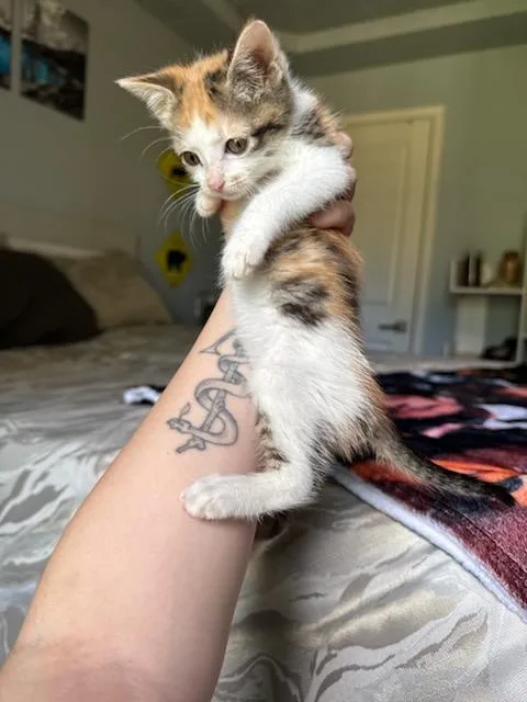 A baby medium-sized female Calico Domestic Medium Hair cat named Aspen for adoption in North Richland Hills, TX