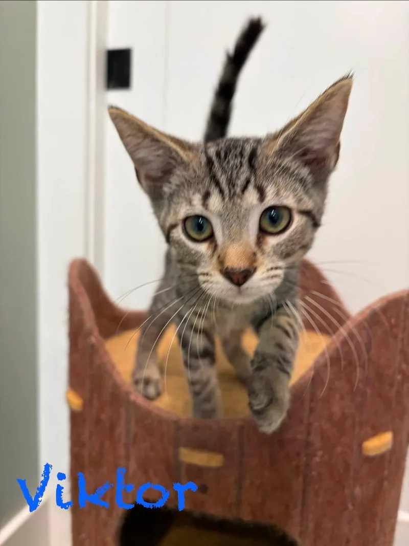A baby small-sized male Domestic Short Hair cat named Viktor for adoption in Clarksville, TN