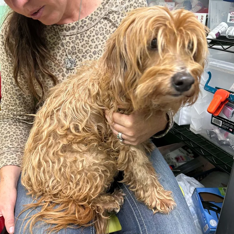 An adult small-sized male Golden Cavapoo dog named Auggie for adoption in Boulder, CO