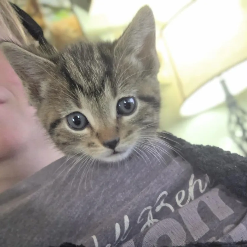A baby small-sized male Gray / Blue / Silver Domestic Short Hair cat named Bacon for adoption in Shelbyville, IN