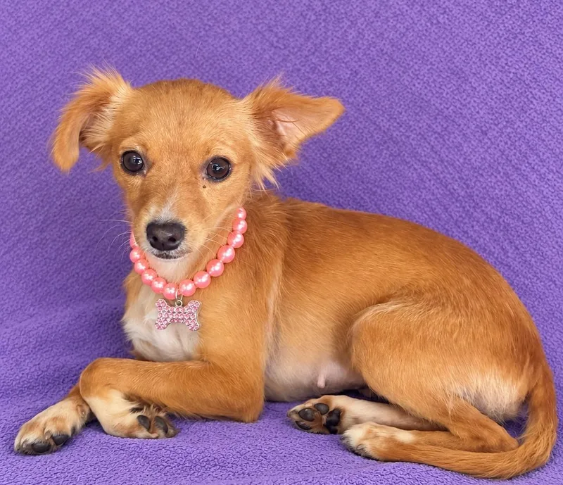 A young small-sized female Golden Chihuahua dog named Dori for adoption in Lodi, CA