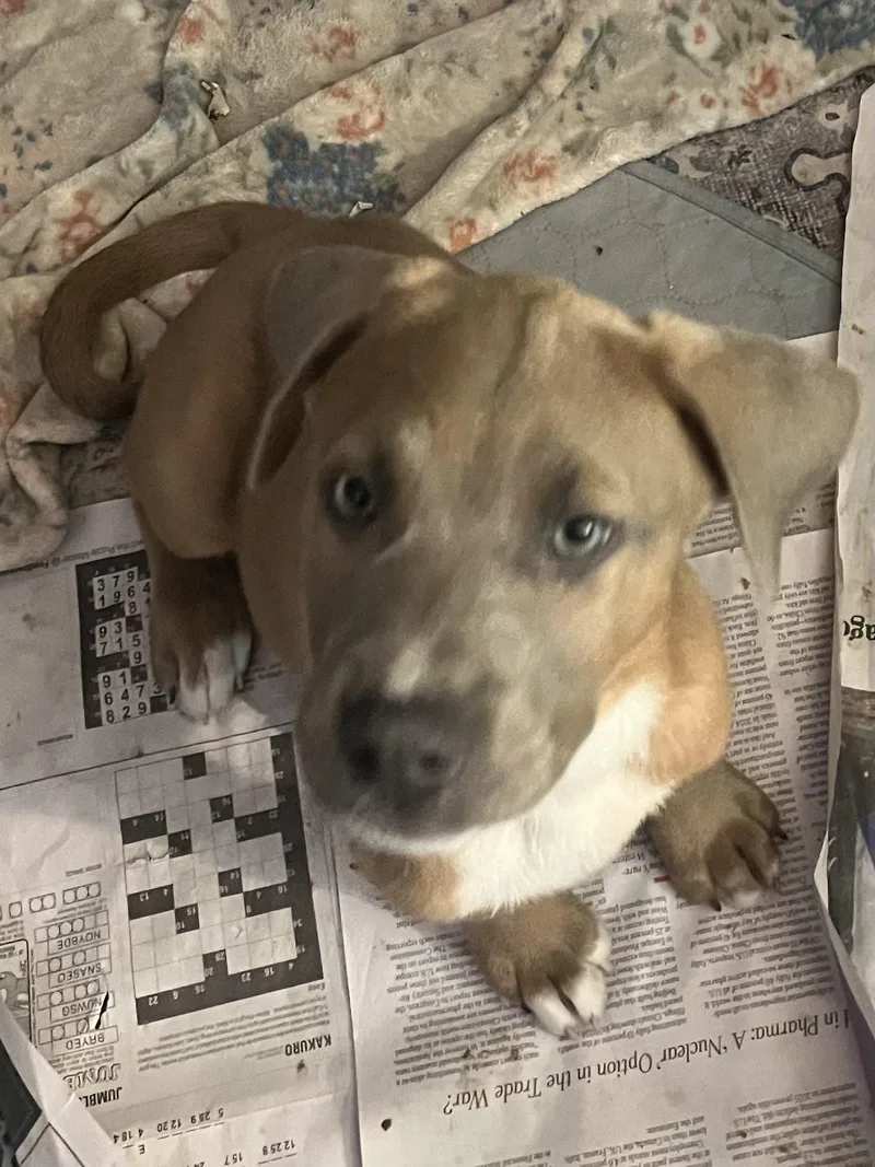 Labcoon Hound Puppies thumbnail 2